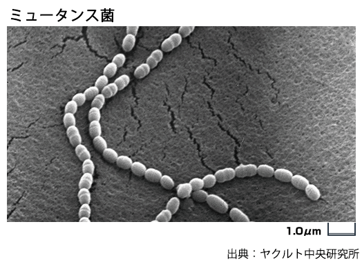 ミュータンス菌