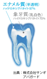 エナメル質