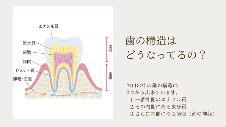 歯の構造はどうなっているの？