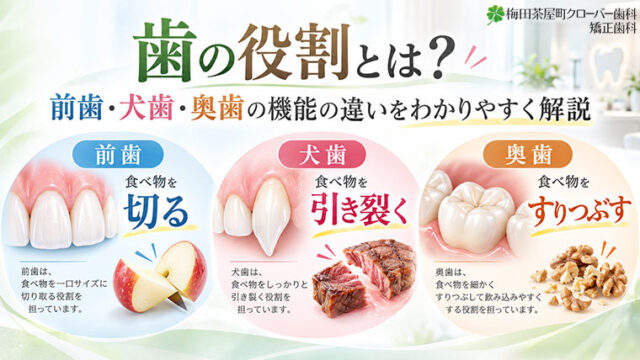 歯の役割とは？前歯・犬歯・奥歯の機能の違いをわかりやすく解説